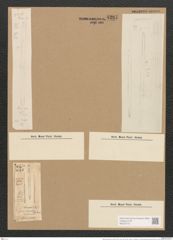 Nitzschia linearis var. tenuis (W. Sm.) Grun. (de-Toni-Nr.: Genus 47, Species 2111) Zeichnungen Sammlung Grunow Nr. 4227 (NHMW-BOT-W0372173)